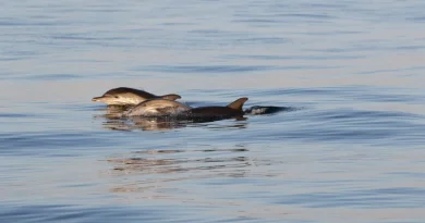 Делфини в Черно море